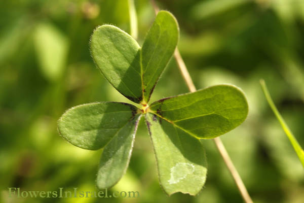 Oxalis pes-caprae var. pleniflora, Oxalis cernua, Bolboxalis cernua, Bermuda Buttercup, Cape Sorrel, African Wood-Sorrel, Soursob, Sour Grass, חמציץ נטוי