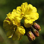 Oxalis pes-caprae var. pleniflora, Israel, Pictures of Yellow flowers