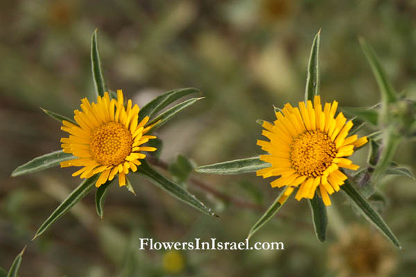 Fleurs de Terre Sainte, Blumen aus dem Heiligen Lande, Flores en Tierra Santa