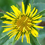 Pallenis spinosa, Israel, Pictures of Yellow flowers