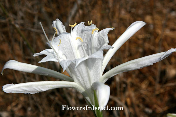 Pancratium maritimum, Sea daffodil, Sea pancratium lily, חבצלת החוף