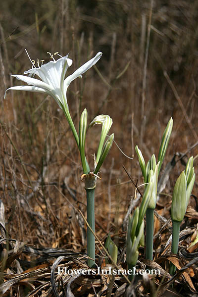 Pancratium maritimum, Sea daffodil, Sea pancratium lily, חבצלת החוף