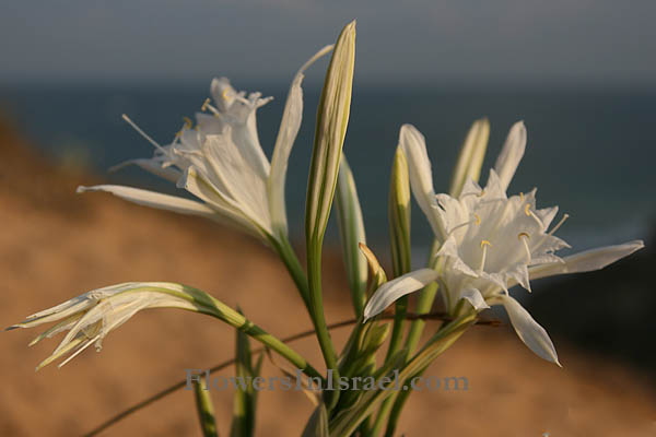 Pancratium maritimum, Sea daffodil, Sea pancratium lily, חבצלת החוף