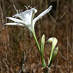Pancratium maritimum, Sea daffodil, Sea pancratium lily,<br> Hebrew: חבצלת החוף, Arabic: نرجس بحري