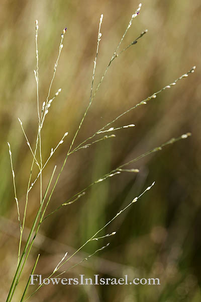 Panicum repens,Panicum airoides R.Br.,Panicum littorale Mohr ex Vasey, Panicum gouinii Fourn. Torpedo grass, Quack grass, Bullet grass, Couch panicum,Qoseiba, דוחן זוחל