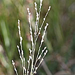 Parkinsonia aculeata, Flowers in Israel, wildflowers