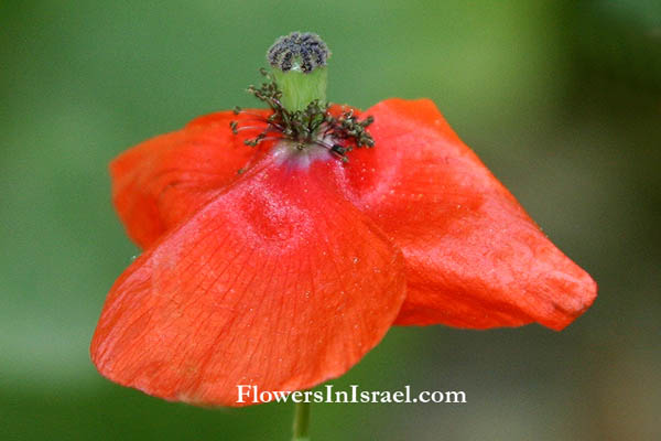 Цветы  в Израиле, отправить цветы