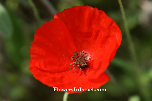 Papaver humile, Humble Poppy, פרג נחות,الخشخاش المنخفض 