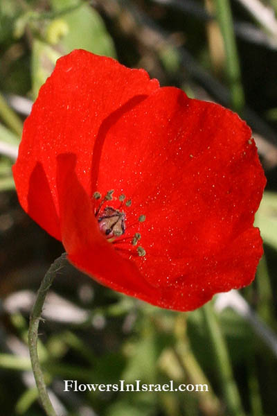 Papaver humile, Humble Poppy, פרג נחות