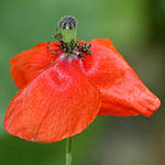 Papaver humile, Israel, Red flowers