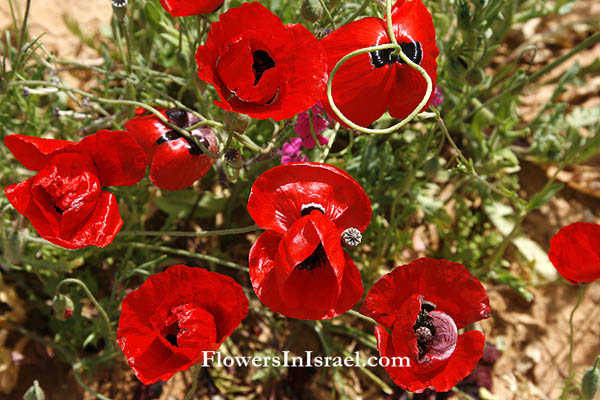 Fiori selvatici del Mediterraneo - Israel, Papaver umbonatum, Papaver subpiriforme, Corn Poppy, دحنون ,פרג אגסני 