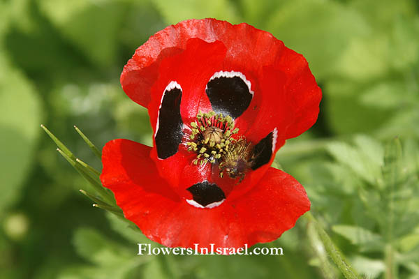 Papaver umbonatum, Papaver subpiriforme, Corn Poppy,פרג אגסני