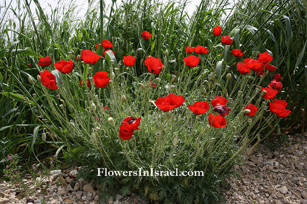 Fiori selvatici del Mediterraneo - Israel,Papaver umbonatum, Papaver subpiriforme, Corn Poppy, دحنون ,פרג אגסני 