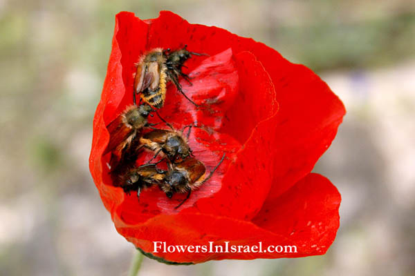 Fiori selvatici del Mediterraneo - Israel,Papaver umbonatum, Papaver subpiriforme, Corn Poppy, دحنون ,פרג אגסני 