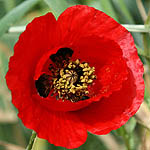 Papaver umbonatum, Flowers in Israel, wildflowers