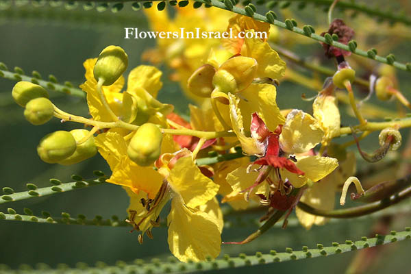 Parkinsonia aculeata, Jerusalem Thorn, Prickly Thorn, פרקינסוניה שיכנית