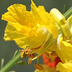 Parkinsonia aculeata, Flowers in Israel, wildflowers