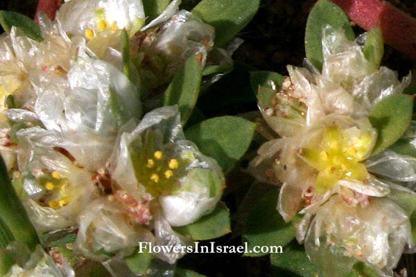 Paronychia argentea, Silver nailroot, Silvery Whitlow Wort, אלמוות הכסף  رجل الحمامة 