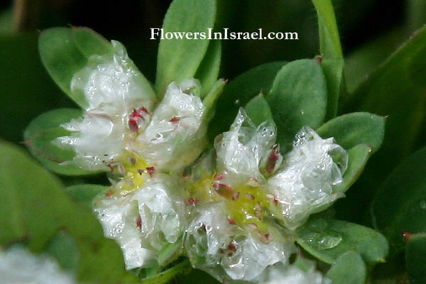 Paronychia argentea, Silver nailroot, Silvery Whitlow Wort, אלמוות הכסף  رجل الحمامة 