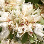 Paronychia argentea, Flowers in Israel, wildflowers