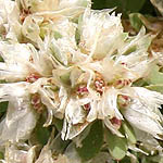 Paronychia argentea, Israel, white wild flowers