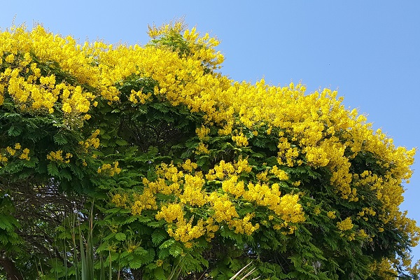 Peltophorum dubium, Baryxylum dubium, Caesalpinia dubia, Peltophorum vogelianum, Yellow Poinciana, Copperpod, Horsebush, שלטית מקומטת , بلتوفورم مجعد