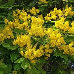 Parkinsonia aculeata, Flowers in Israel, wildflowers