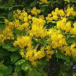 Parkinsonia aculeata, Flowers in Israel, wildflowers