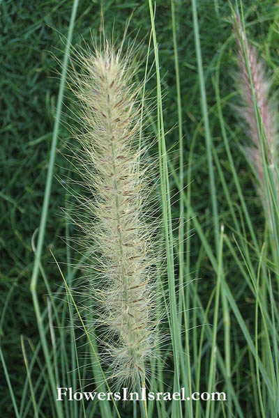 Pennisetum orientale, Pennisetum asperifolium, Pennisetum setaceum, Foxtail grass, Purple fountain grass, Crimson fountain grass, זיף-נוצה מחוספס 