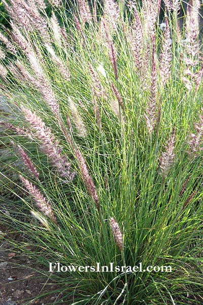 Israel native plants