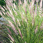 Pennisetum orientale, Flowers in Israel, wildflowers