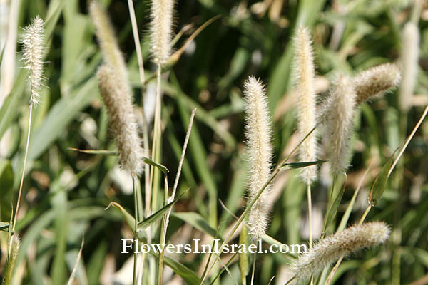 Pennisetum purpureum,Pennisetum benthamii Steud.,Elephant grass, Marker grass, Napier grass, זיף-נוצה ארגמני