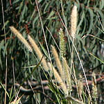 Pennisetum purpureum, Israel, wild purple flowers