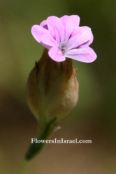 Petrorhagia velutina, Petrorhagia dubia, Tunica velutina,Dianthus velutinus, Kohlrauschia velutina,Childing pink, Hairy Pink, Tunica,חלוק שעיר, الزقية المخملية