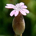 Petrorhagia velutina, Flowers in Israel, wildflowers