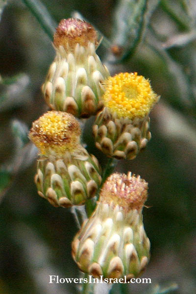  Phagnalon rupestre, African fleabane,  هحدق،حيدق ,צמרנית הסלעים 