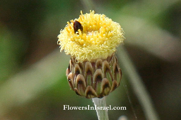  Phagnalon rupestre, African fleabane, هحدق،حيدق ,צמרנית הסלעים 