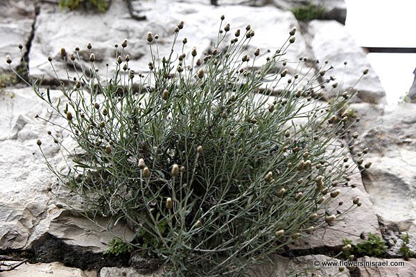  Phagnalon rupestre, African fleabane, هحدق،حيدق ,צמרנית הסלעים 