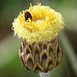 Phagnalon rupestre, Flowers in Israel, wildflowers