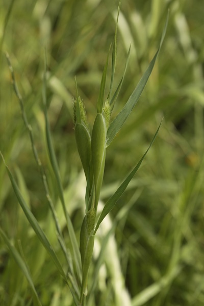 Phalaris minor, Littleseed canarygrass, חפורית קטנה, Sha'ir el-far