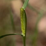 Phalaris minor, Littleseed canarygrass, חפורית קטנה, Sha'ir el-far