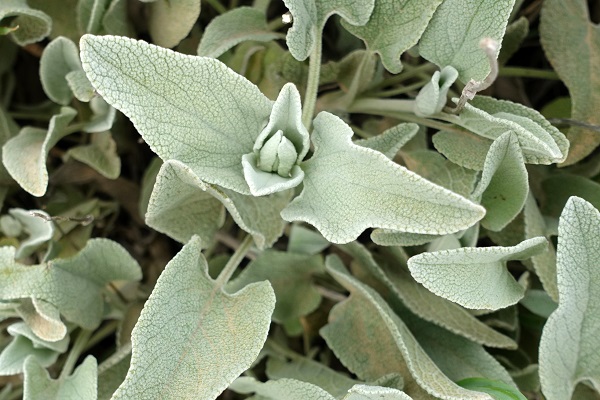 Phlomis brachyodon, Short-toothed Phlomis, Hebrew: שלהבית קצרת-שיניים, Arabic: الأذينة قصيرة الأسنان