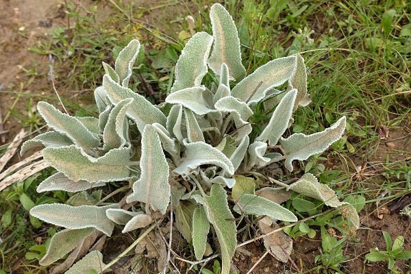 Phlomis brachyodon, Short-toothed Phlomis, Hebrew: שלהבית קצרת-שיניים, Arabic: الأذينة قصيرة الأسنان