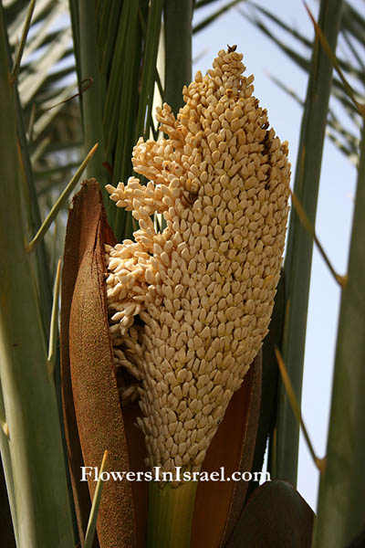 Phoenix dactylifera, Date Palm, Tamr תמר מצוי , تمر 