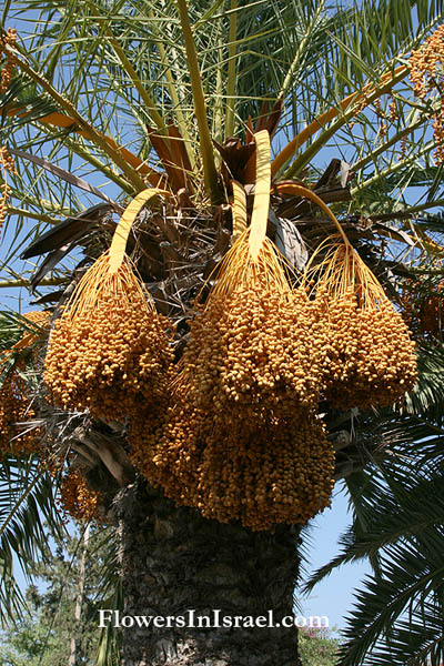 Phoenix dactylifera, Date Palm, Tamr תמר מצוי , تمر 