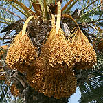 Phoenix dactylifera, Flowers in Israel, wildflowers