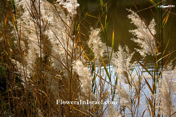 Phragmites australis,Phragmites communis, Common Reed, קנה מצוי , ليخن حلبلا