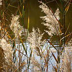 Phragmites australis, Phragmites communis, Common Reed, Hebrew: קנה מצוי, Arabic: ليخن حلبلا  