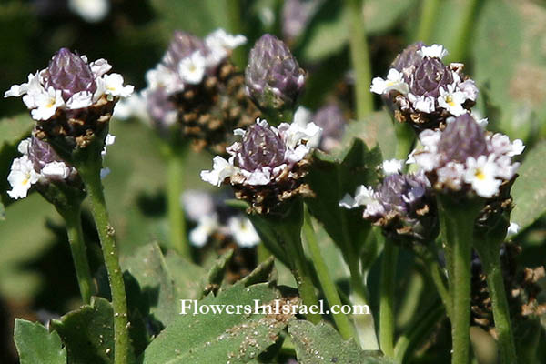 Phyla nodiflora, Lippia nodiflora, Turkey tangle fogfruit, lippia, Turtle grass, النجيل الصيني ,ליפיה זוחלת