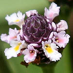 Phyla nodiflora, Flowers in Israel, wildflowers